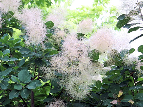 Cotinus coggygria