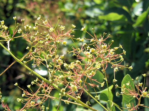 Cotinus coggygria