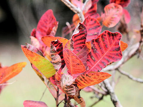 Cotinus coggygria