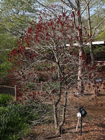 Cotinus coggygria