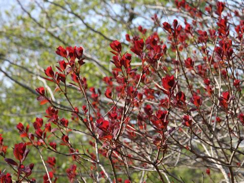 Cotinus coggygria