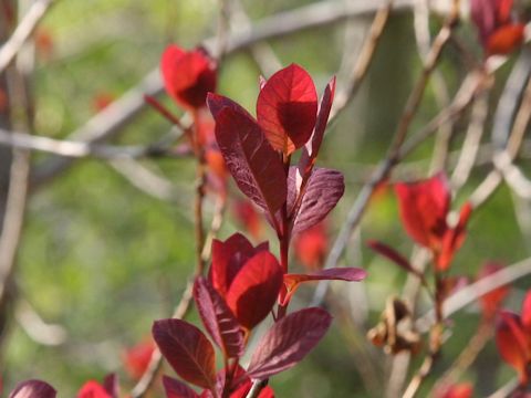 Cotinus coggygria