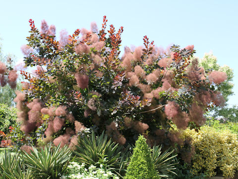 Cotinus coggygria