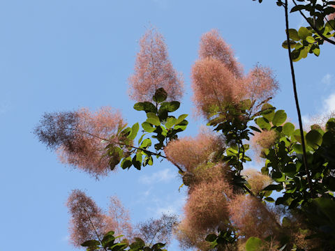 Cotinus coggygria