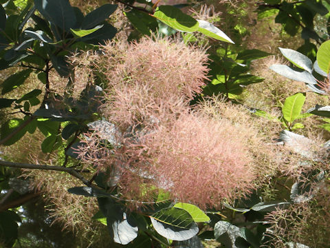 Cotinus coggygria