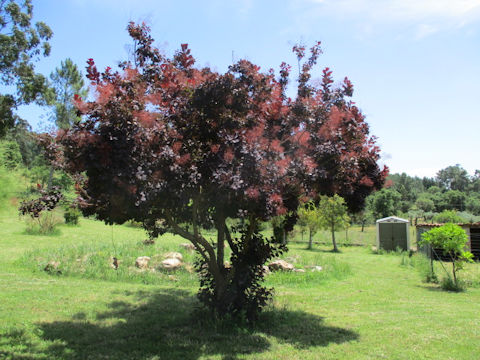 Cotinus coggygria