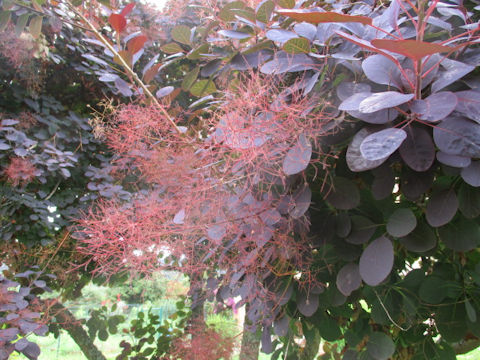 Cotinus coggygria