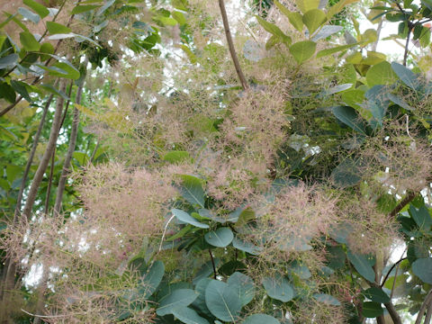 Cotinus coggygria