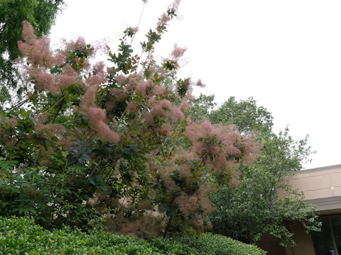 Cotinus coggygria