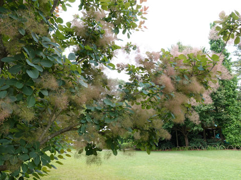 Cotinus coggygria