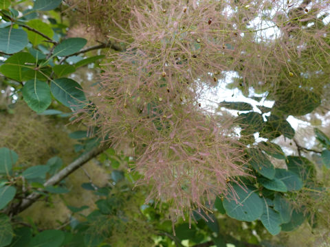 Cotinus coggygria