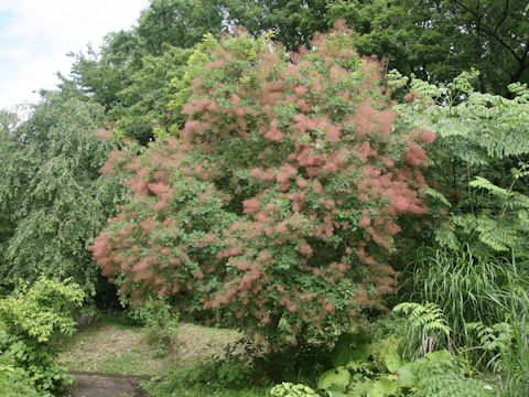 Cotinus coggygria