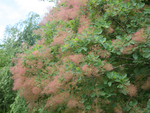 Cotinus coggygria