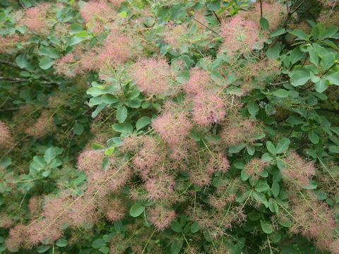 Cotinus coggygria