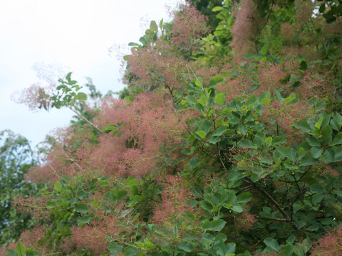 Cotinus coggygria