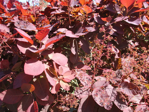 Cotinus coggygria