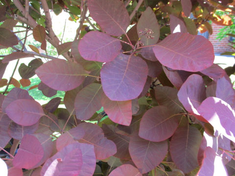 Cotinus coggygria