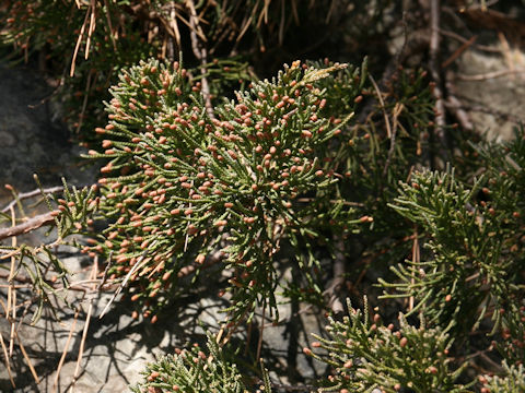 Juniperus chinensis var. pacifica