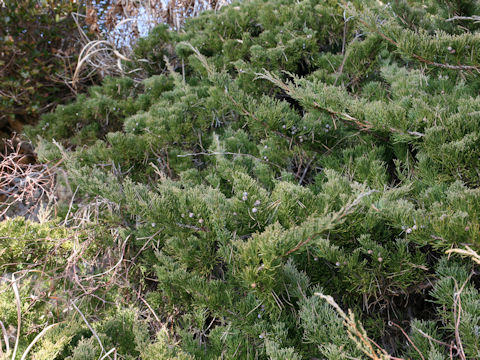 Juniperus chinensis var. pacifica