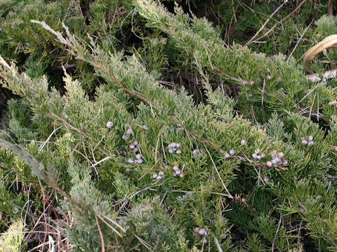 Juniperus chinensis var. pacifica