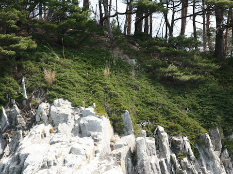 Juniperus chinensis var. pacifica