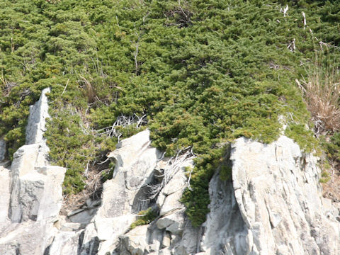 Juniperus chinensis var. pacifica