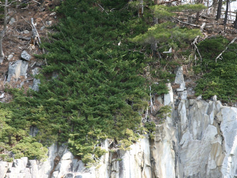 Juniperus chinensis var. pacifica