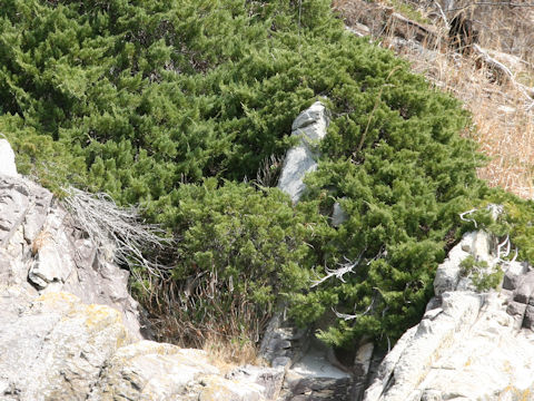 Juniperus chinensis var. pacifica