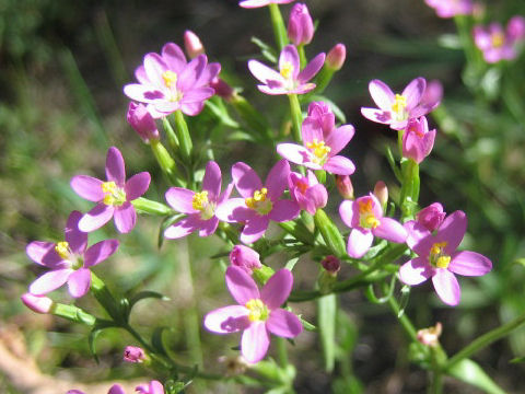 Centaurium tenuiflorum