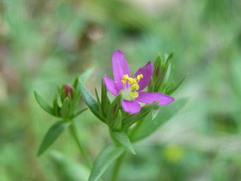 Centaurium tenuiflorum