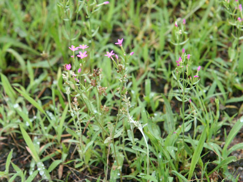 Centaurium tenuiflorum