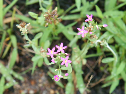 Centaurium tenuiflorum