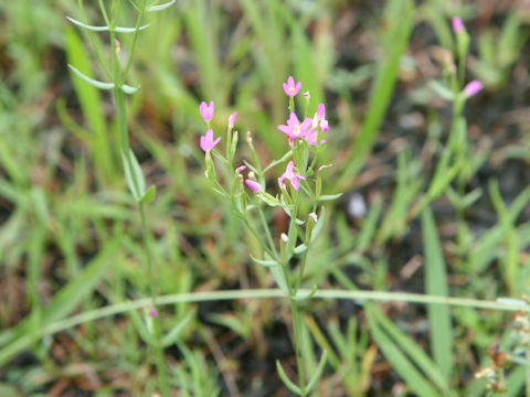 Centaurium tenuiflorum