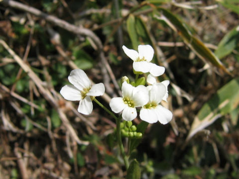 Arabis gemmifera