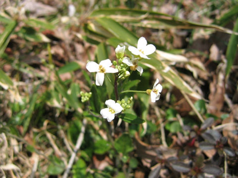 Arabis gemmifera