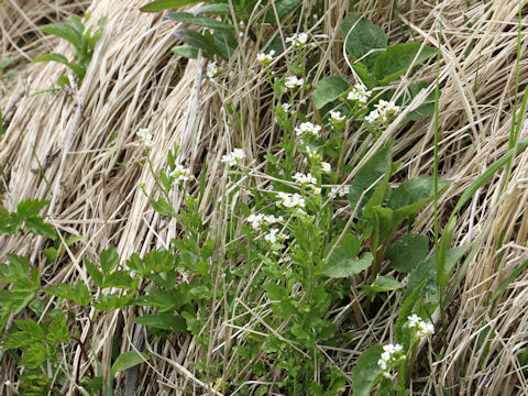 Arabis gemmifera