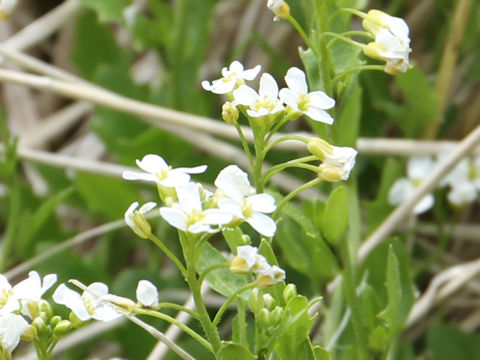 Arabis gemmifera