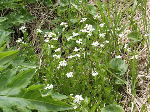 Arabis gemmifera