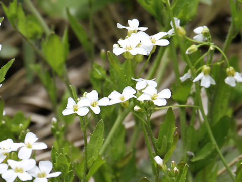 Arabis gemmifera