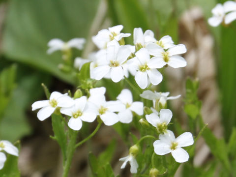 Arabis gemmifera