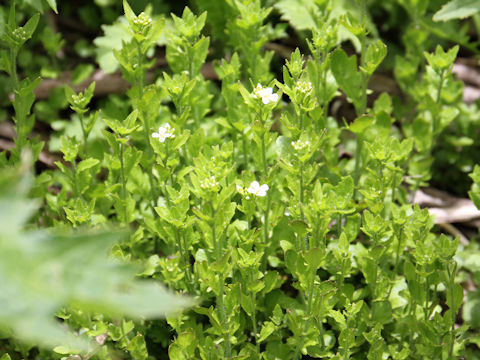 Arabis gemmifera