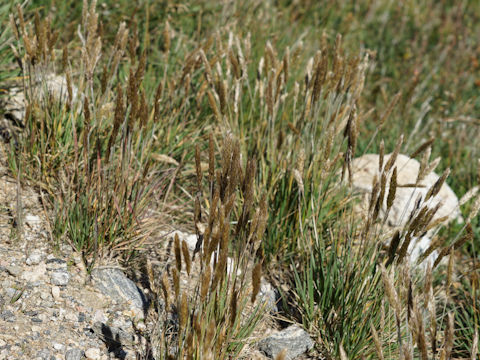 Polypogon monspeliensis