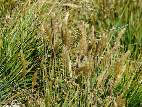 Polypogon monspeliensis