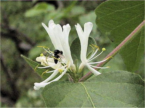 Lonicera maackii