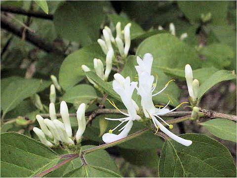 Lonicera maackii