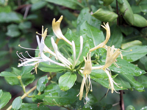 Lonicera maackii