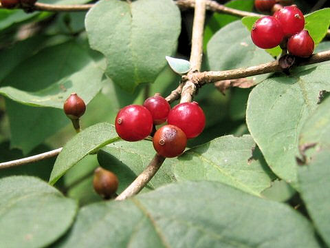 Lonicera maackii