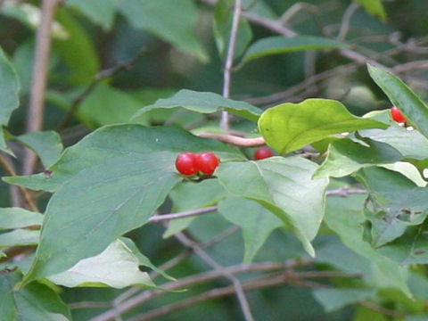 Lonicera maackii