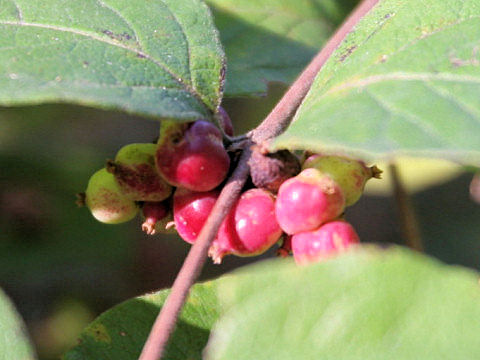 Lonicera maackii