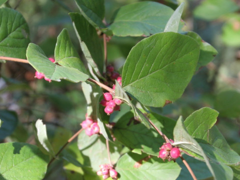 Lonicera maackii